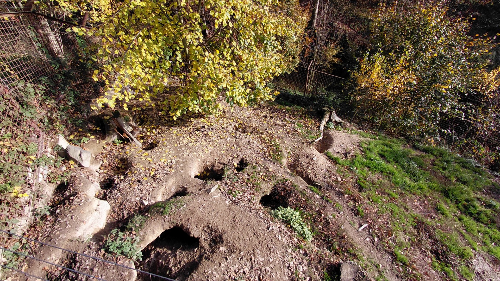 Arctic wolf exhibit #2