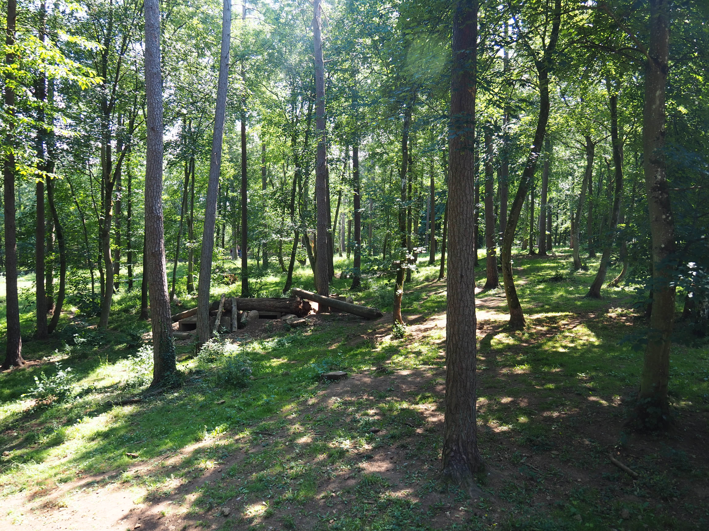 Arctic wolf exhibit, 2020-07-12