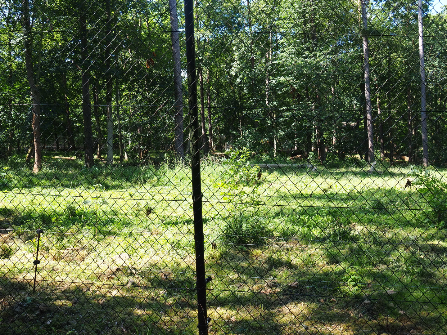 Arctic wolf exhibit, 2020-07-12