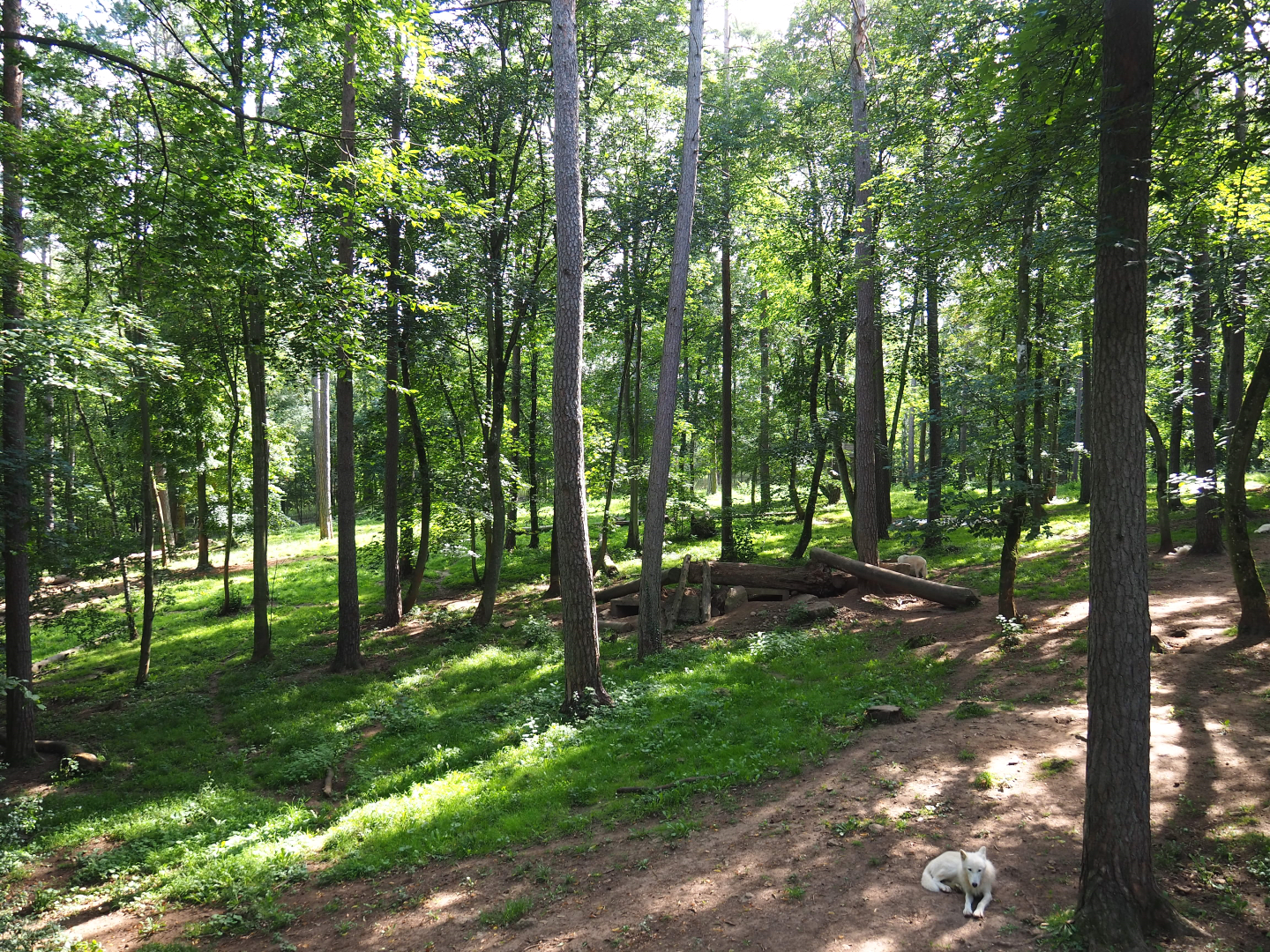 Arctic wolf exhibit, 2021-08-15