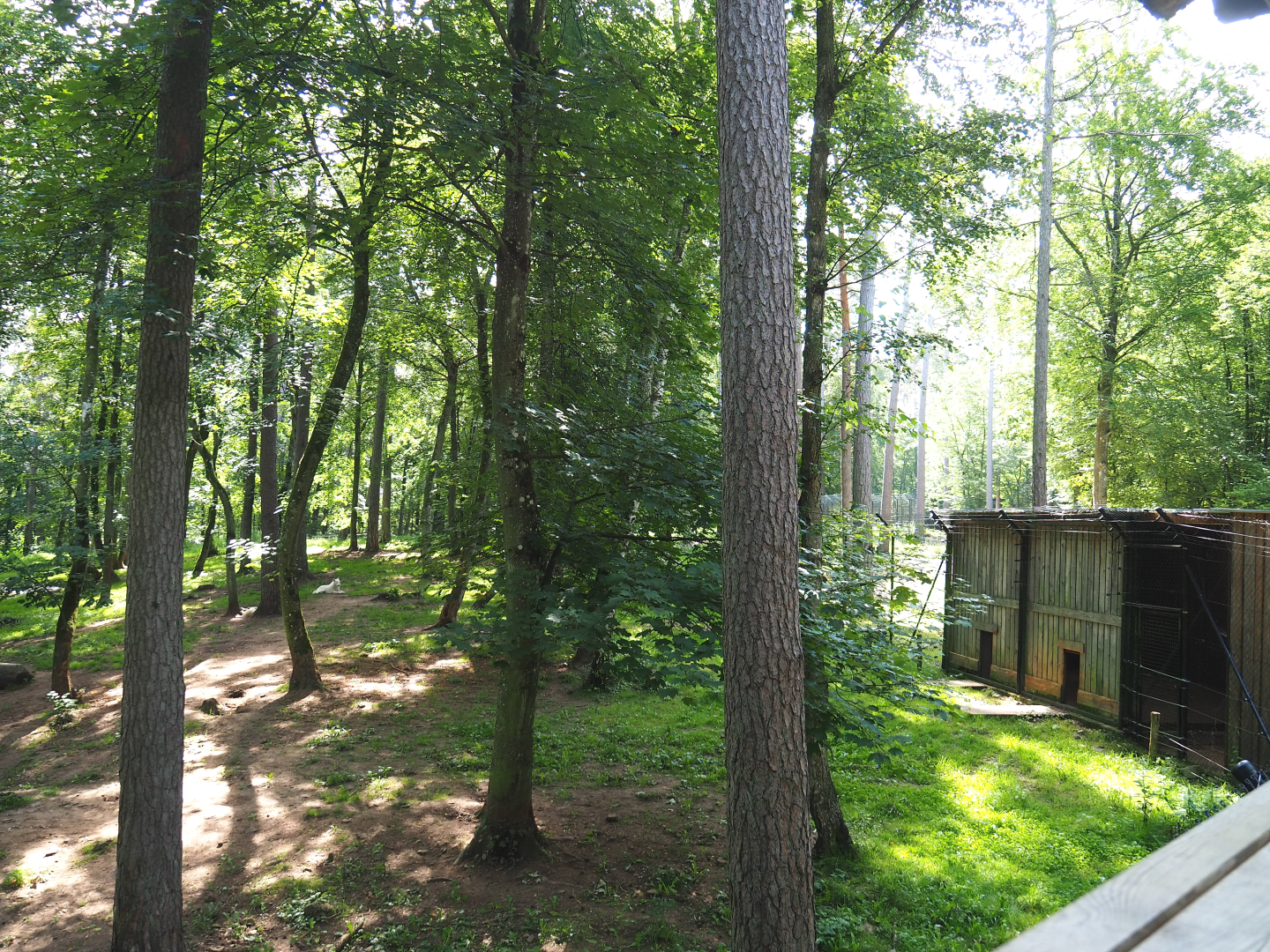 Arctic wolf exhibit, 2021-08-15