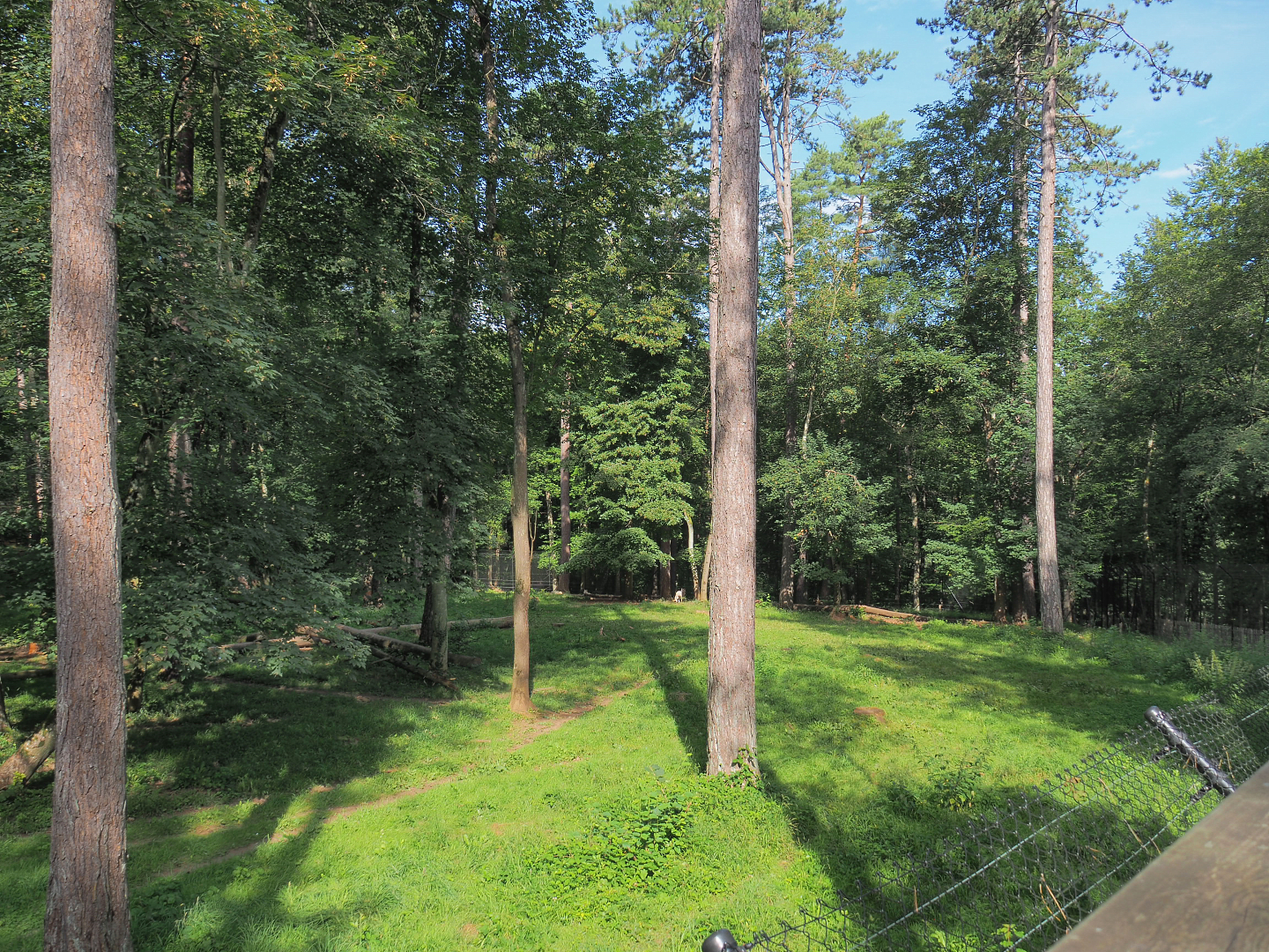 Arctic wolf exhibit, 2021-08-15