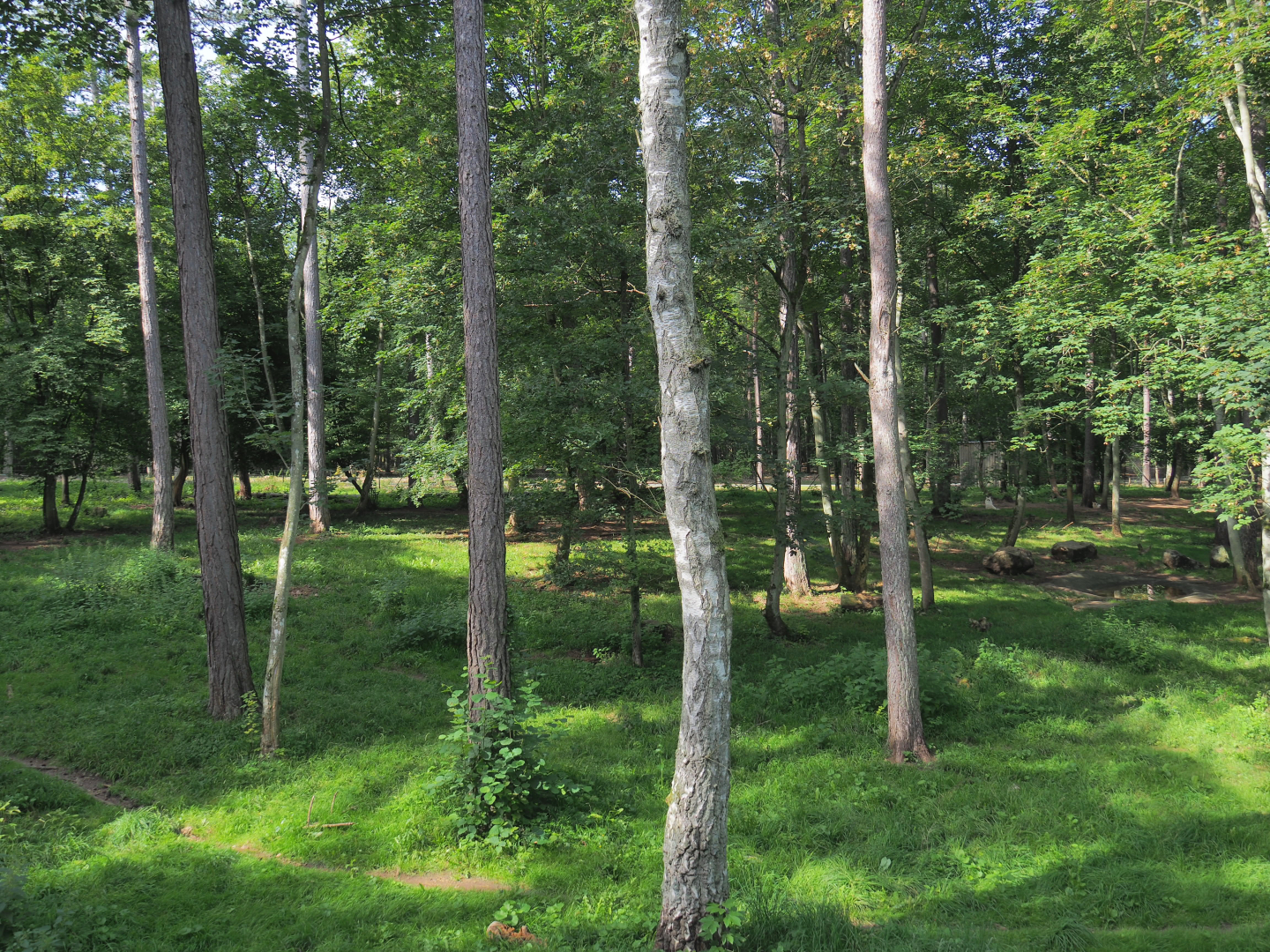 Arctic wolf exhibit, 2021-08-15