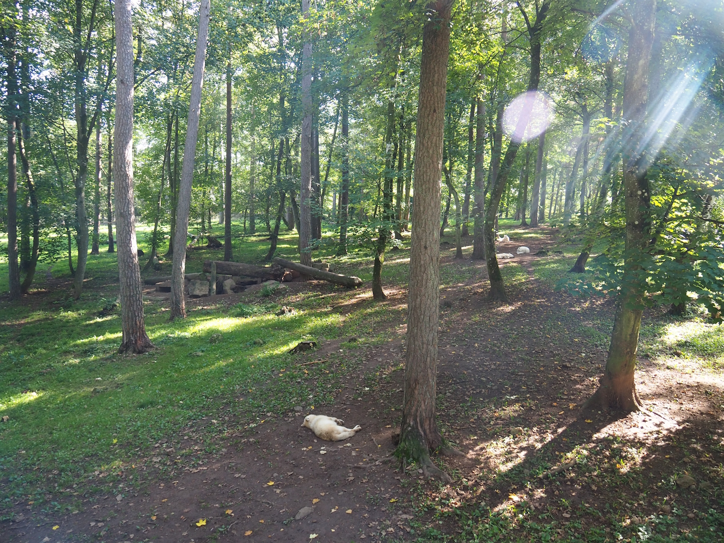 Arctic wolf exhibit, 2023-09-26