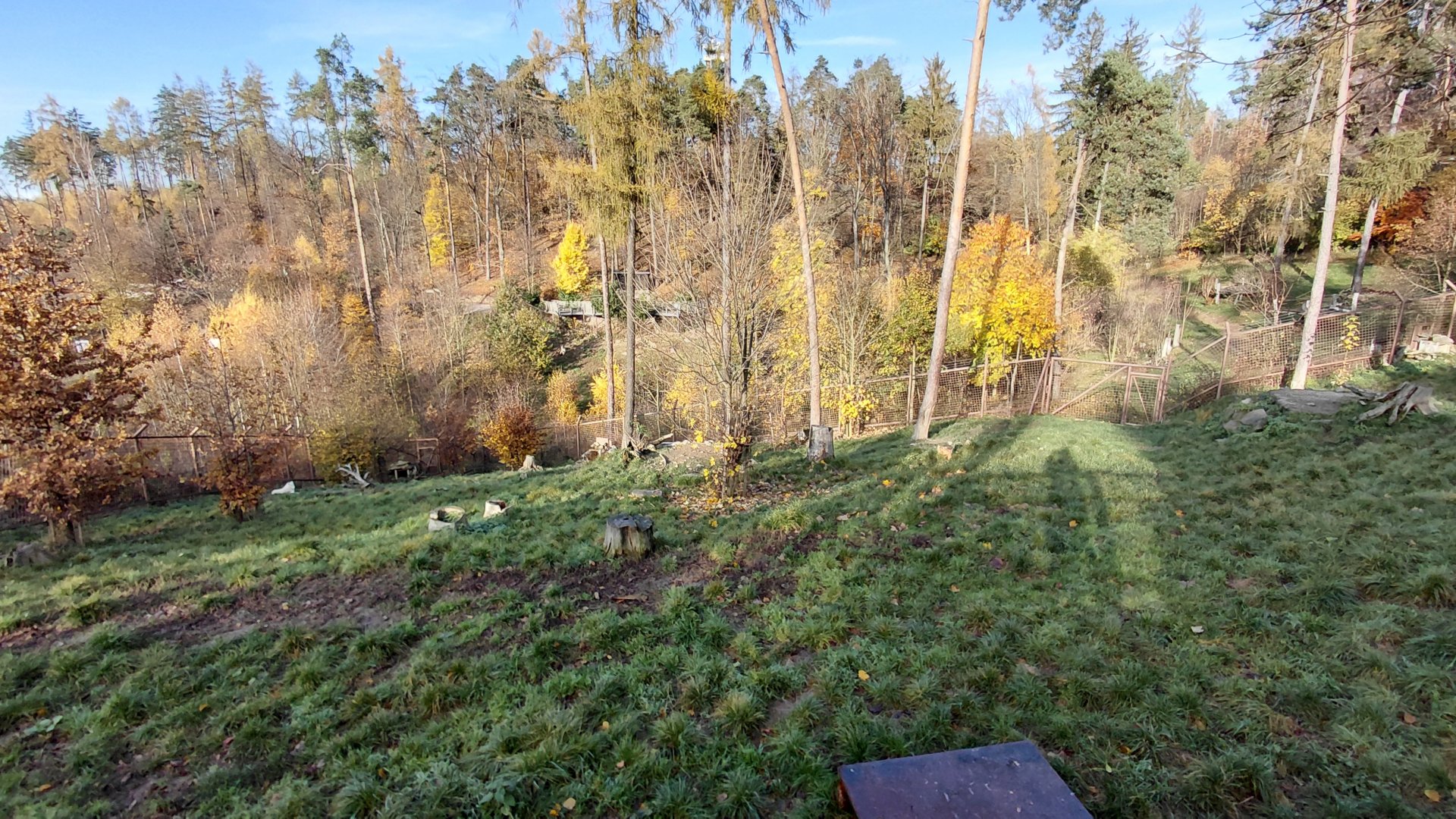 Arctic wolf exhibit #3