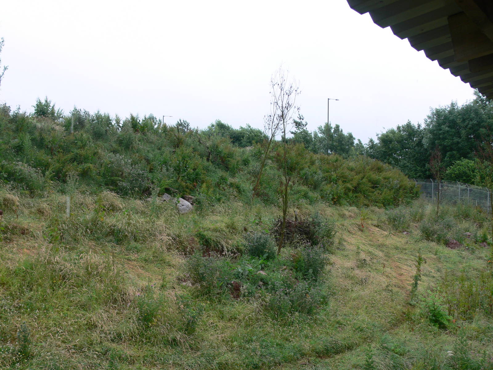 Arctic Wolf exhibit at South Lakes, 04/07/14