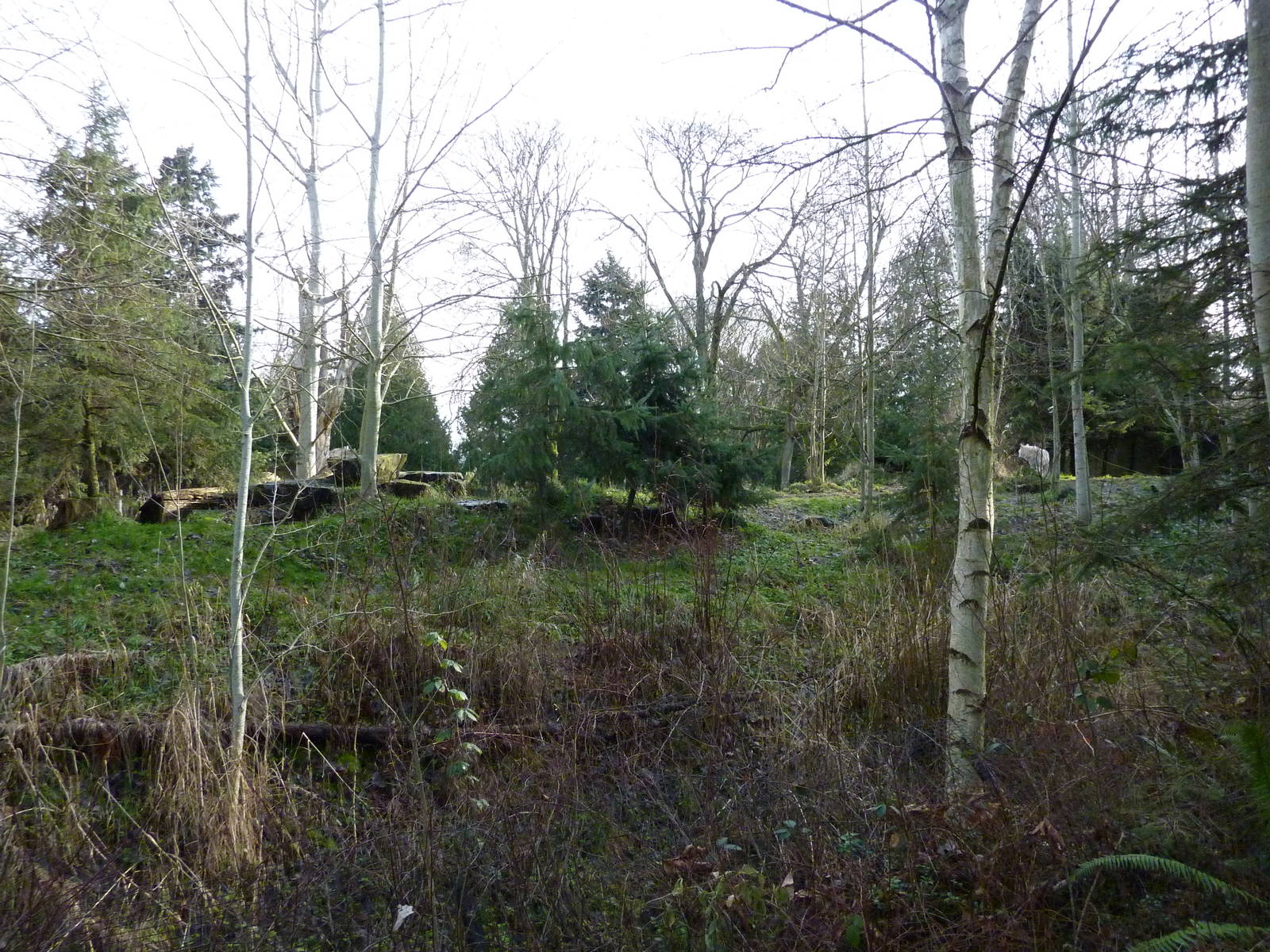Arctic Wolf Exhibit - See The Wolf?