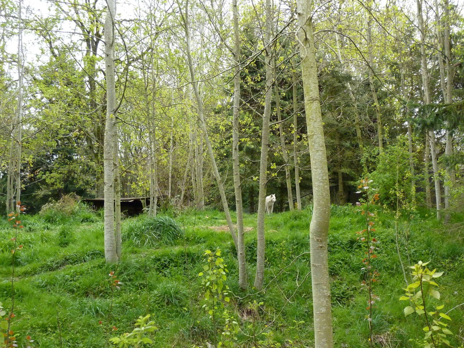Arctic Wolf Exhibit - See The Wolf?