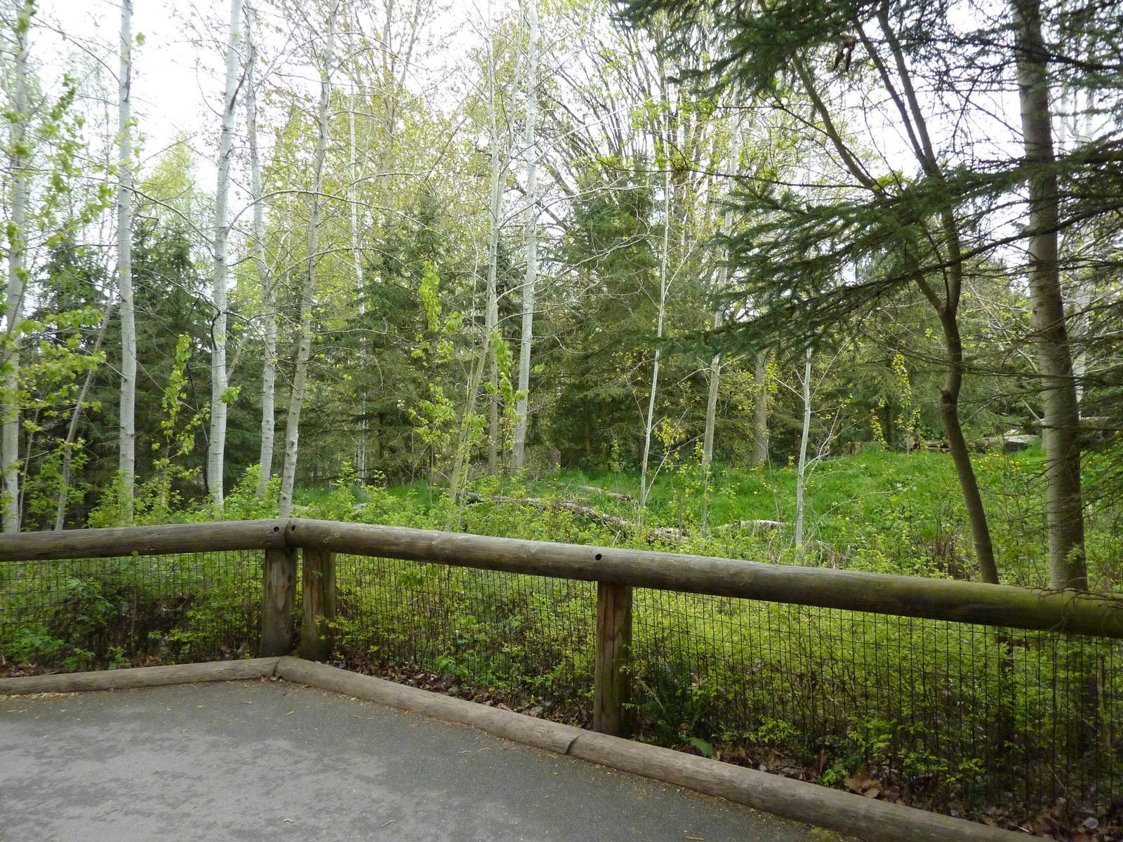 Arctic Wolf Exhibit - Viewing Area