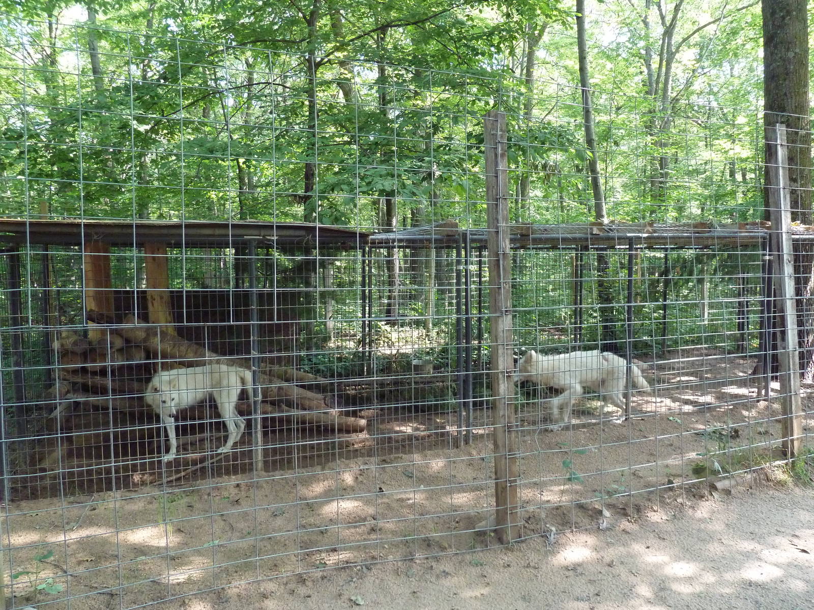 Arctic Wolf Exhibit