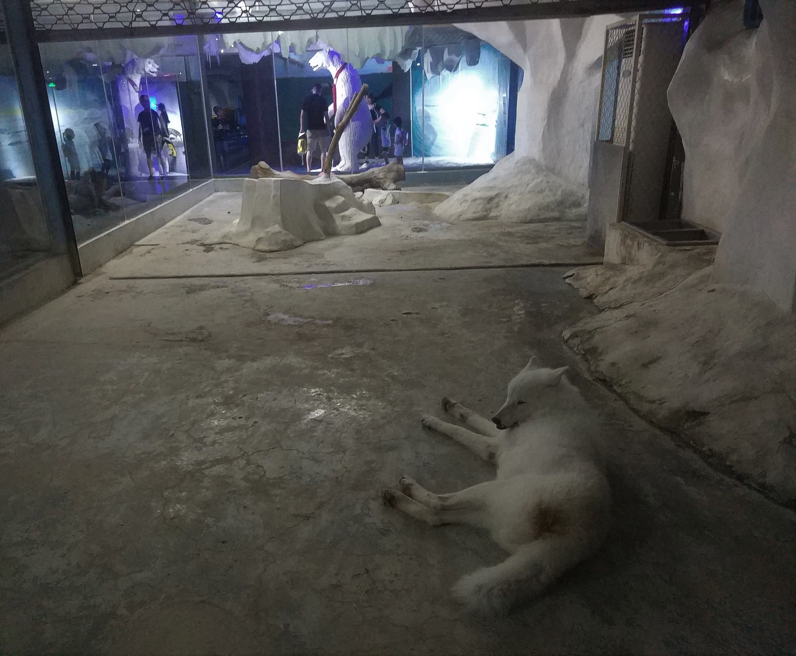 Arctic Wolf Exhibit