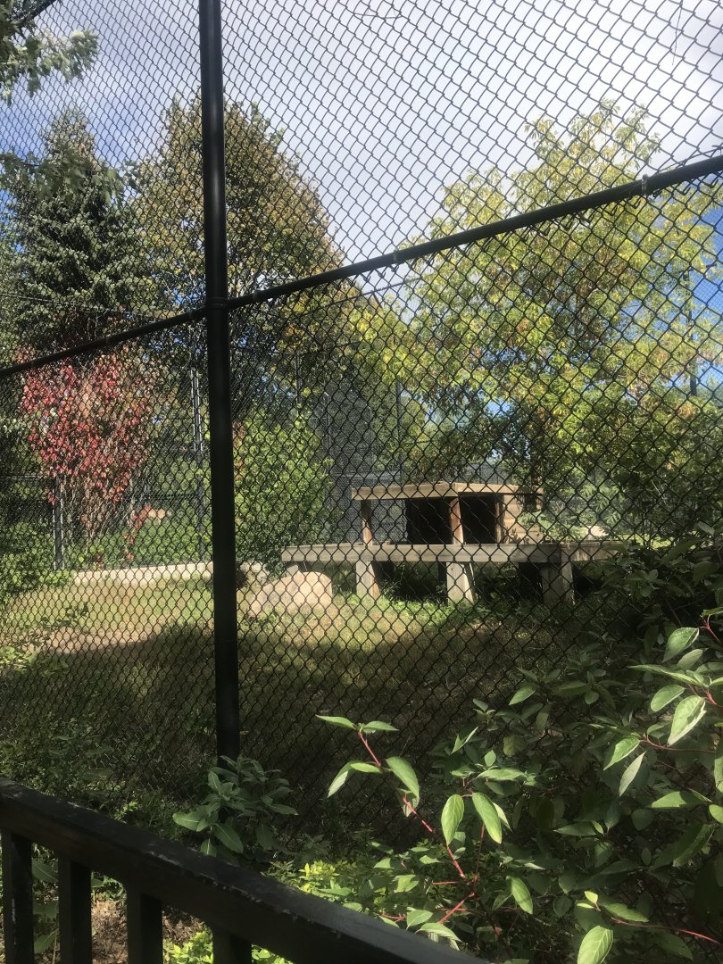 Arctic Wolf Exhibit