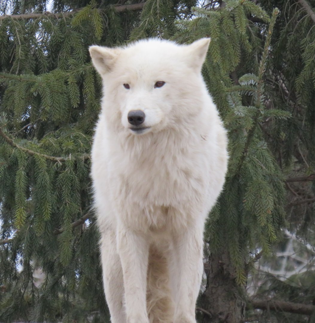 Arctic wolf front view