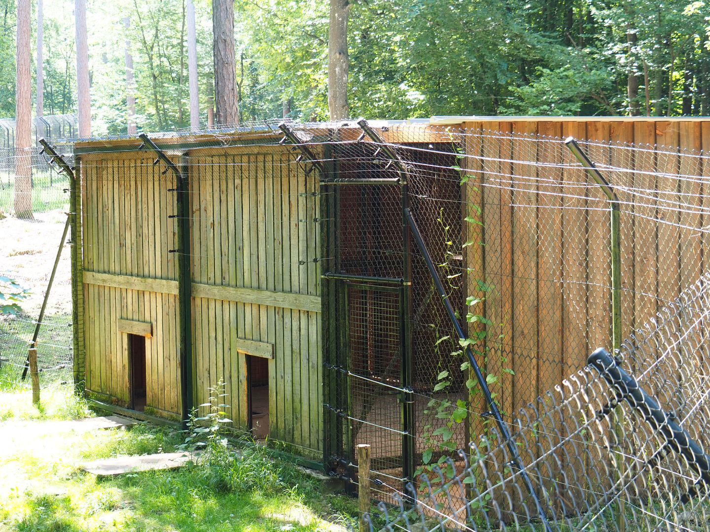 Arctic wolf holding area, 2020-07-12