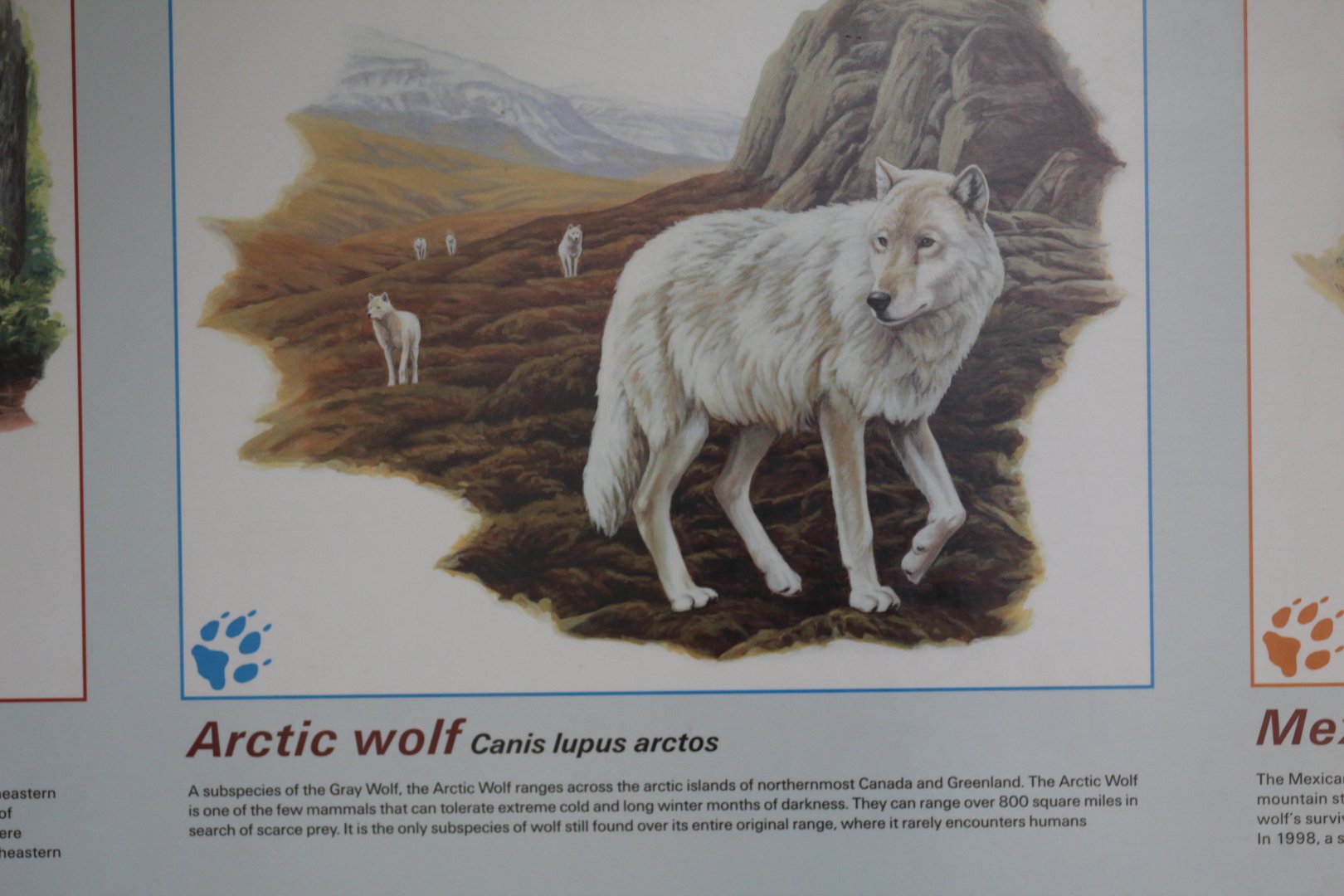 Arctic Wolf Info.