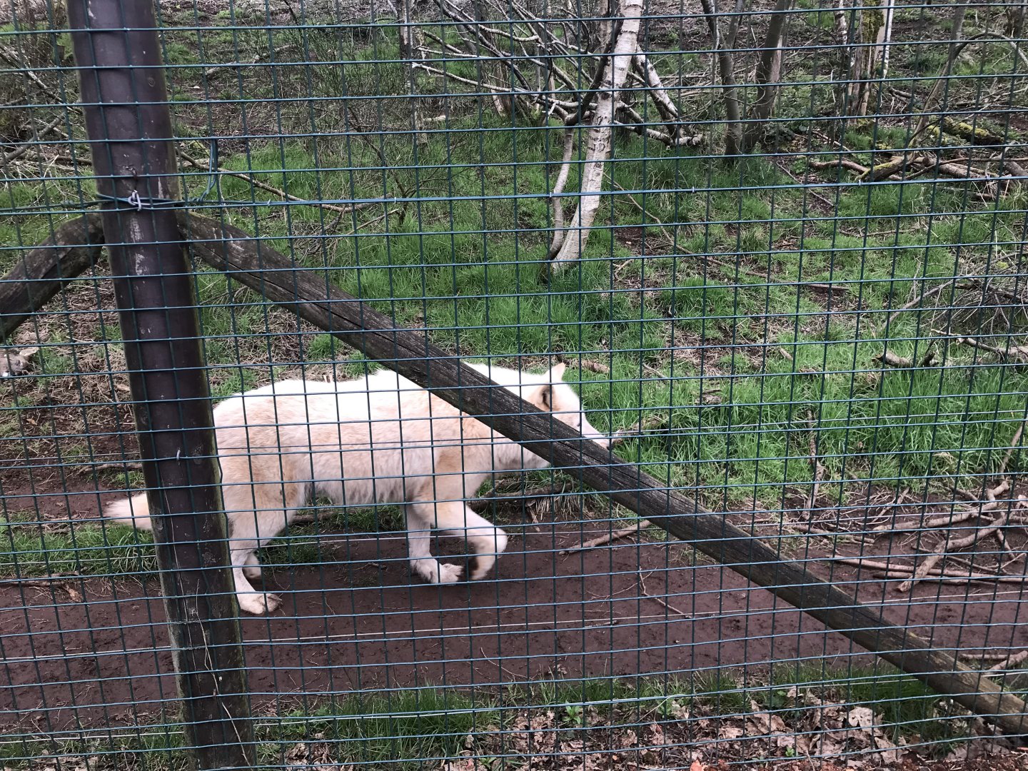 Arctic wolf on the move