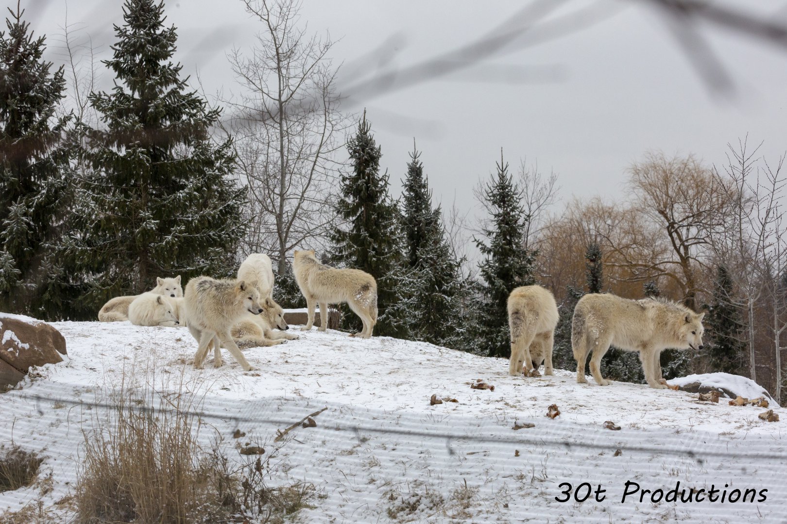Arctic Wolf Pack