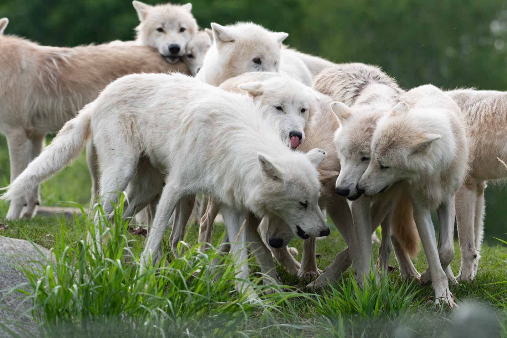 Arctic Wolf pack