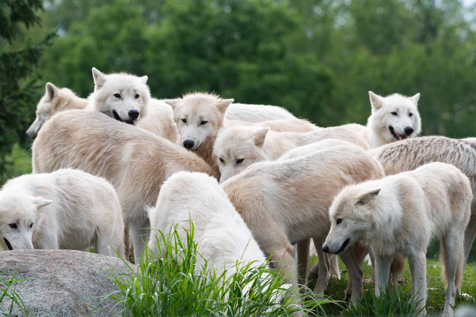 Arctic Wolf pack