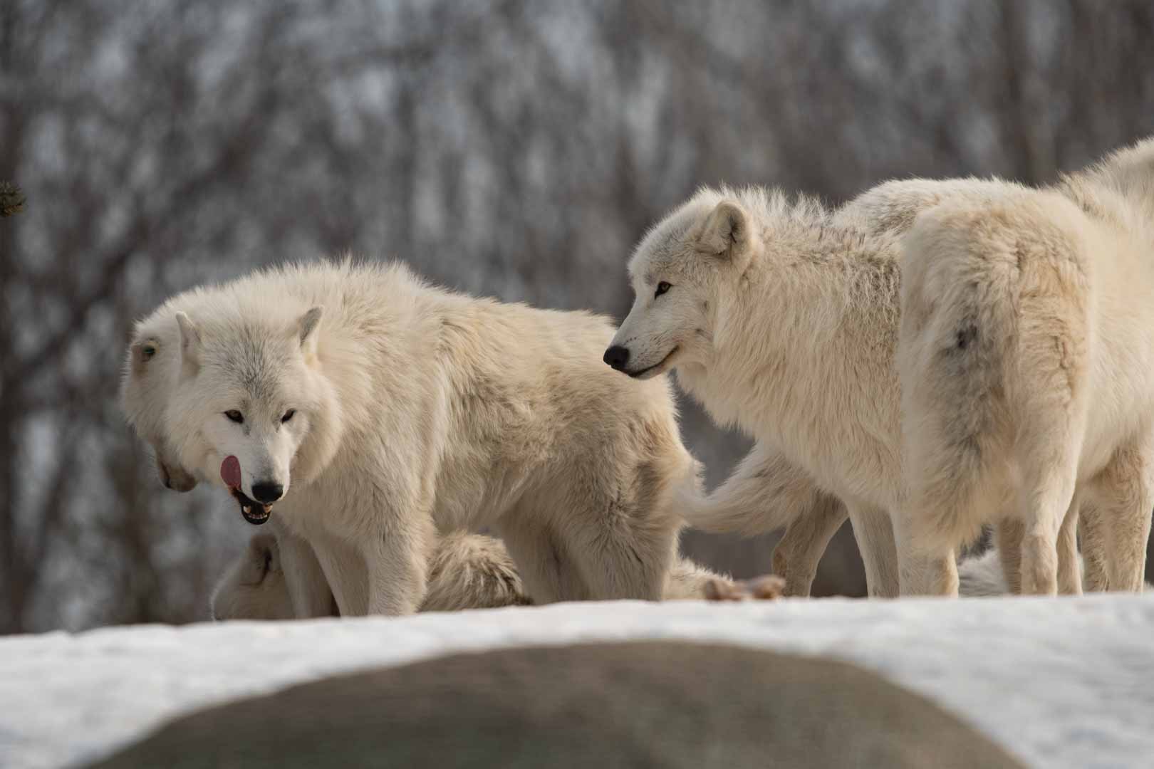 Arctic Wolf Pack