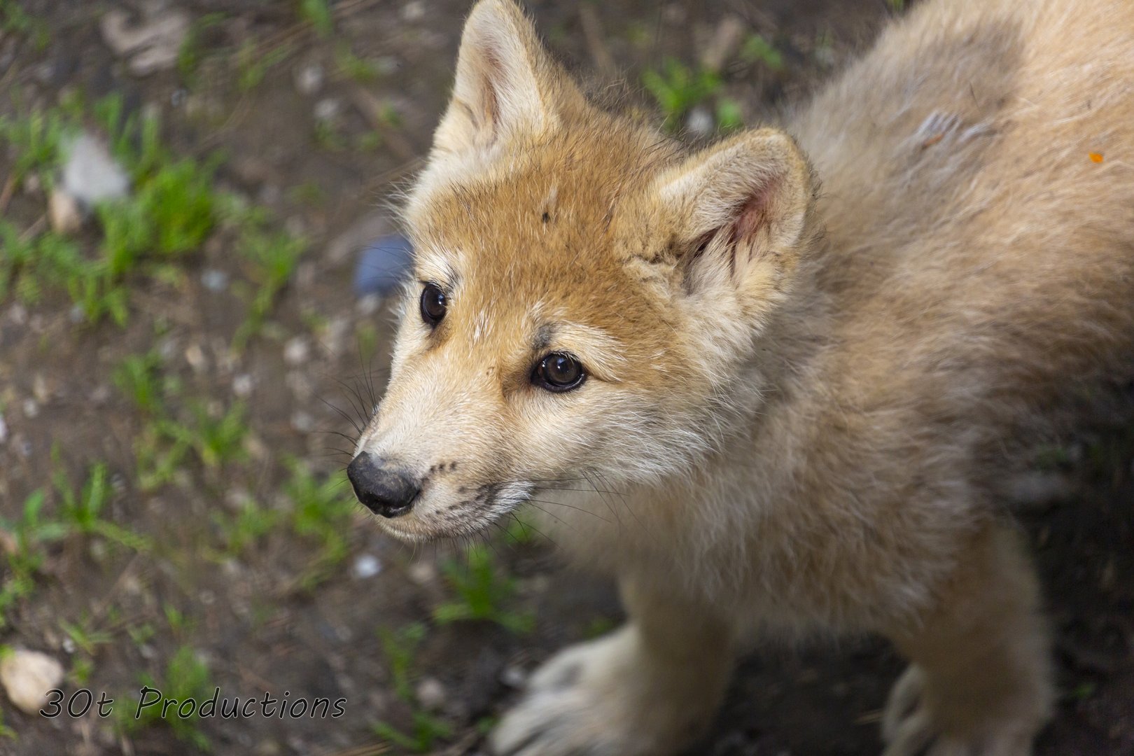 Arctic Wolf Pup Close Up