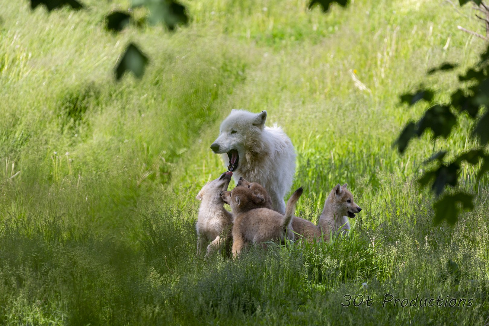 Arctic Wolf Pups with Adult