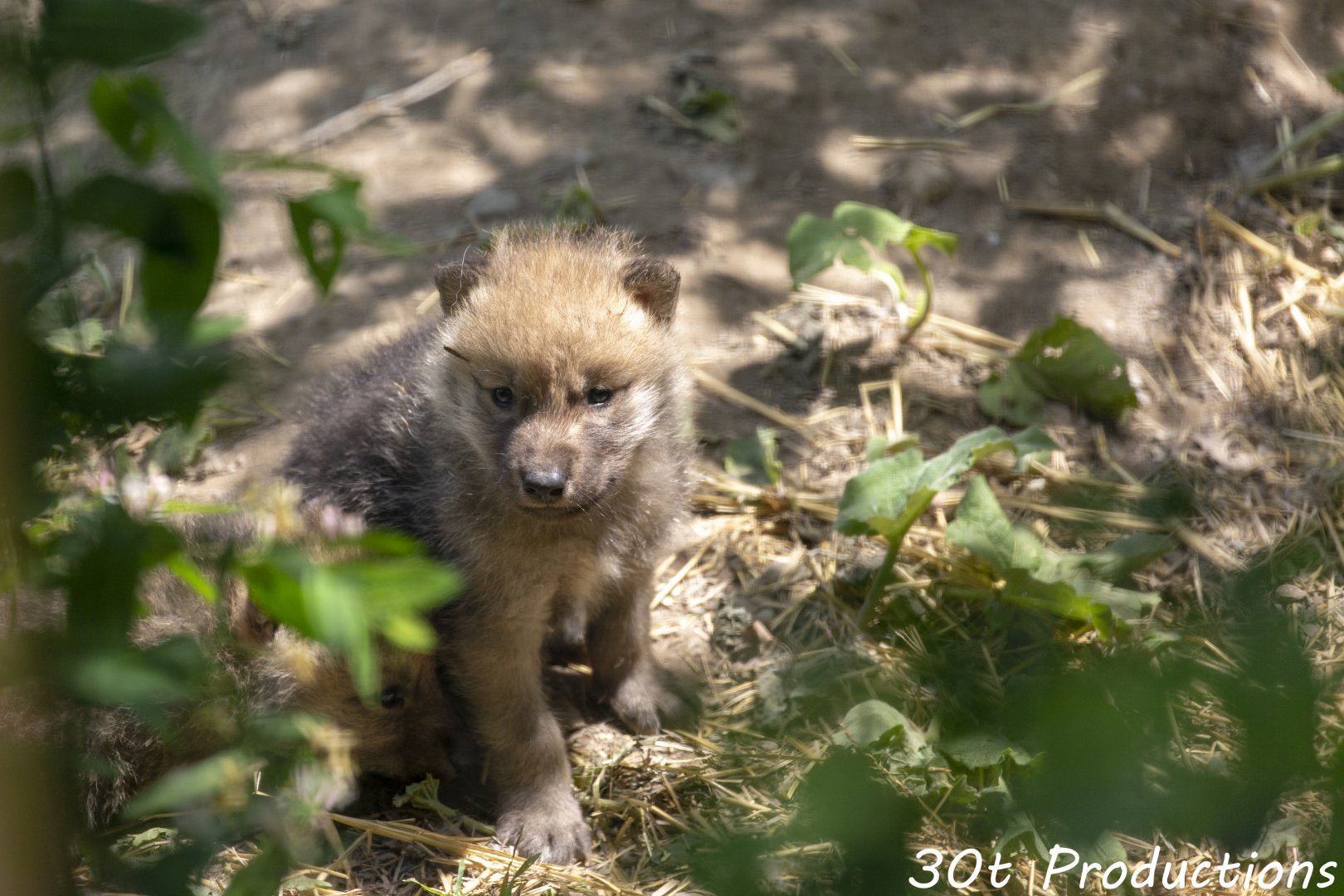 Arctic Wolf Pups