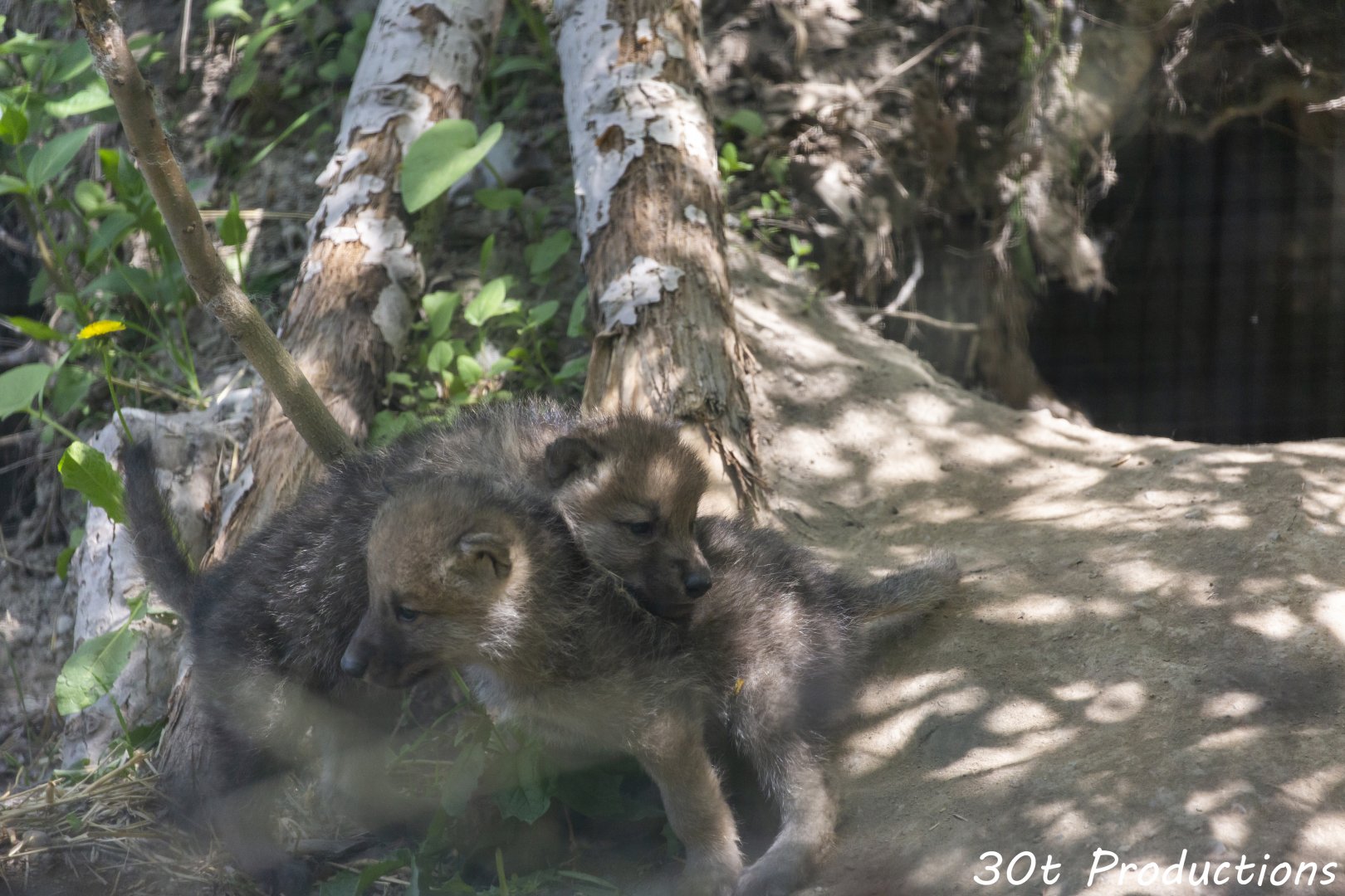 Arctic Wolf Pups