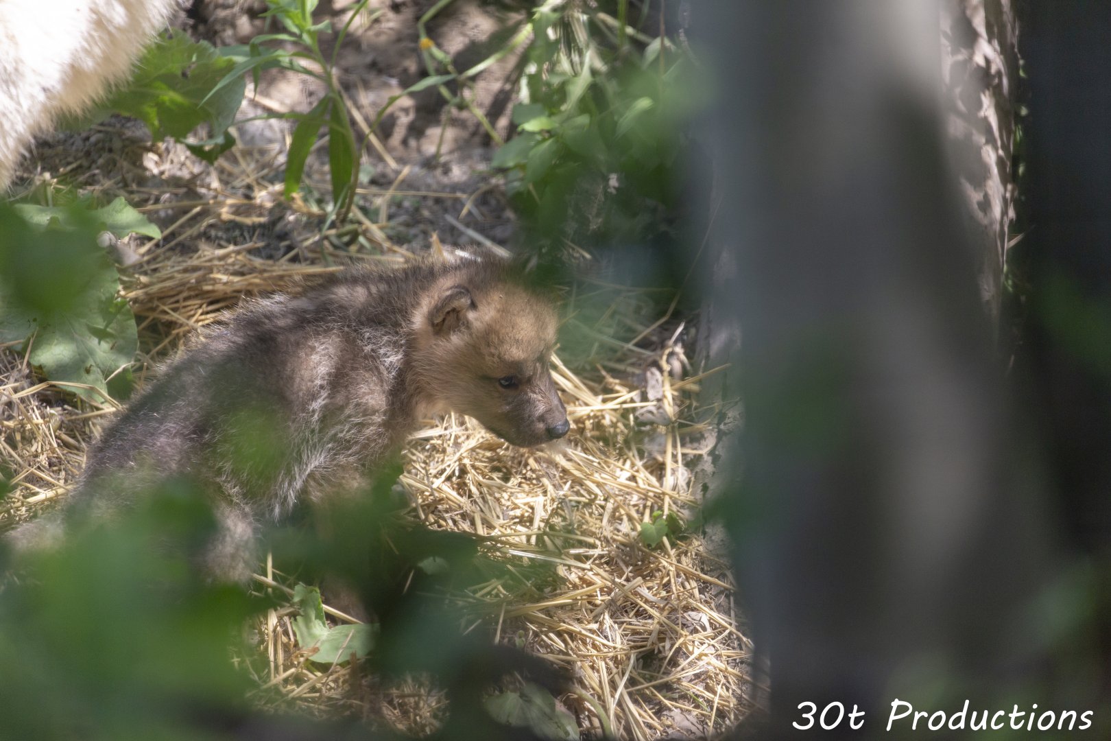 Arctic Wolf Pups