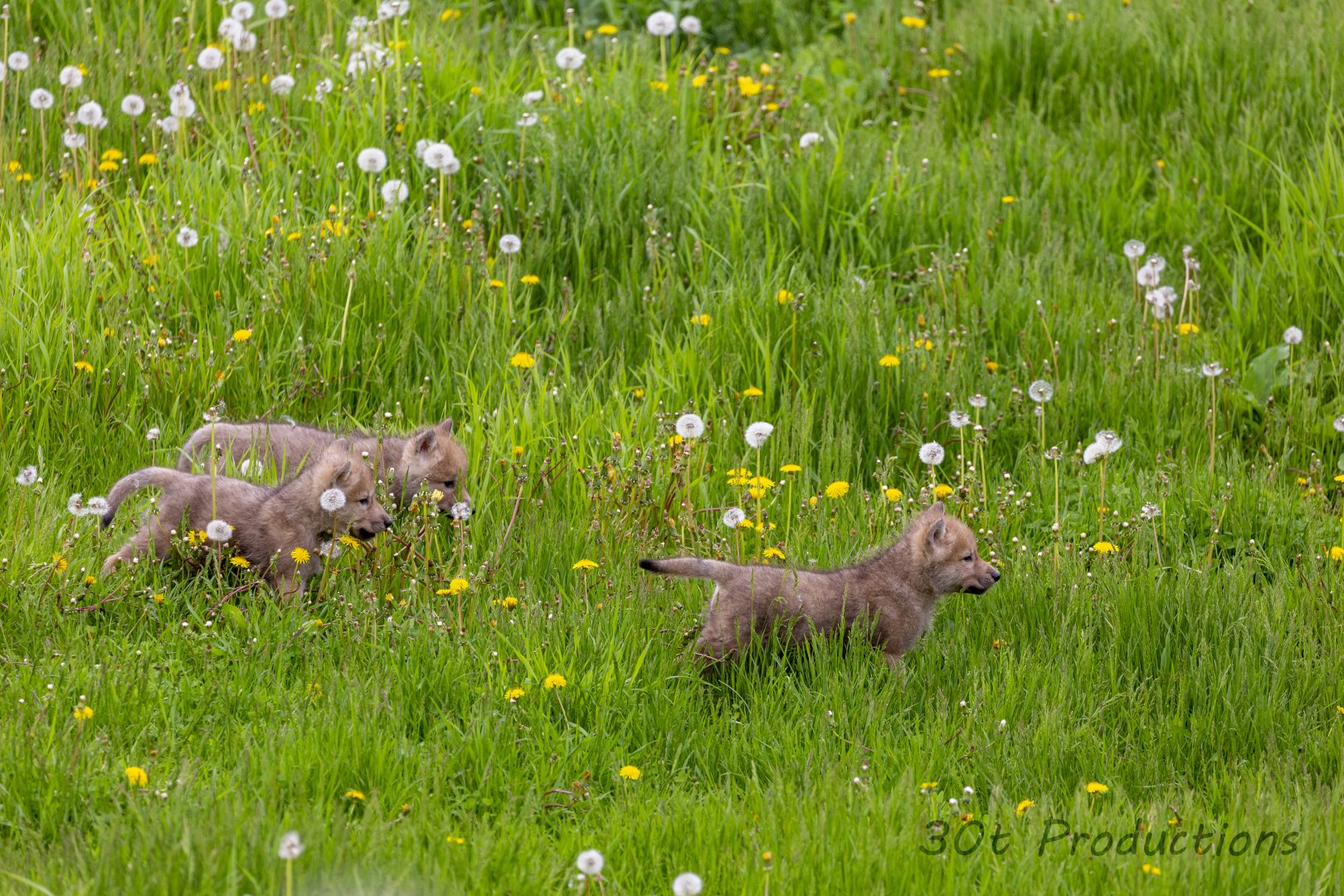 Arctic Wolf Pups