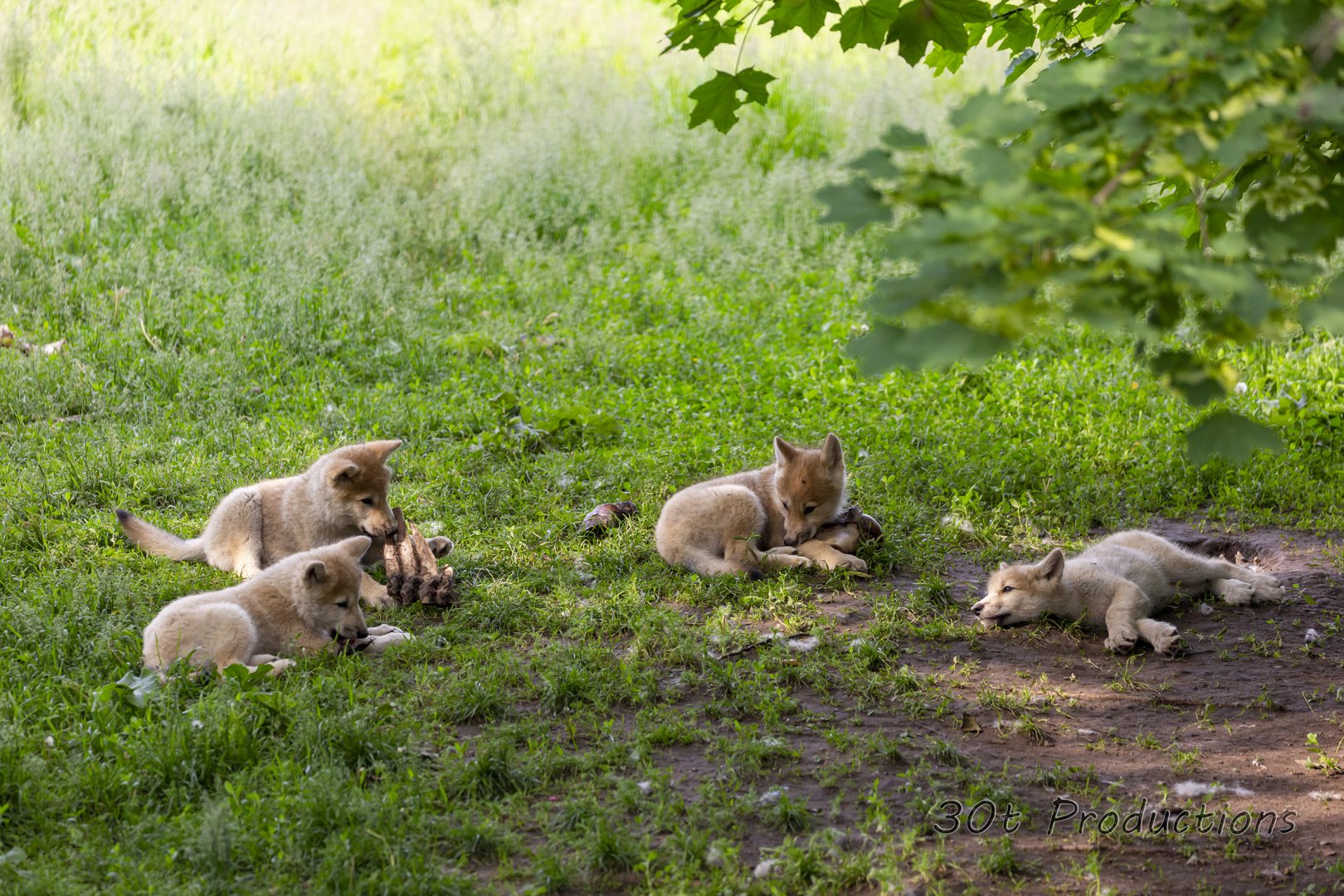 Arctic Wolf Pups
