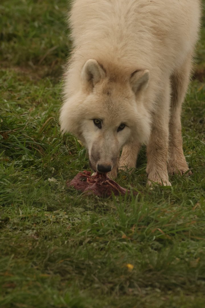 Arctic Wolf Rom