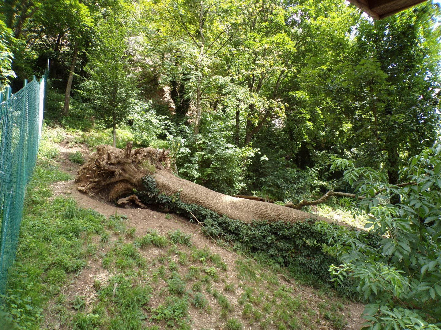 Arctic wolf separation enclosure 13.7.25