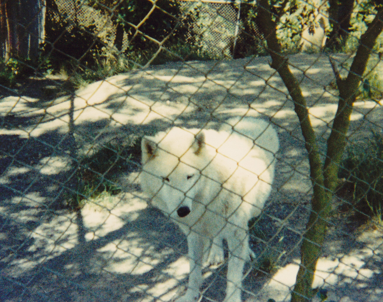 Arctic wolf