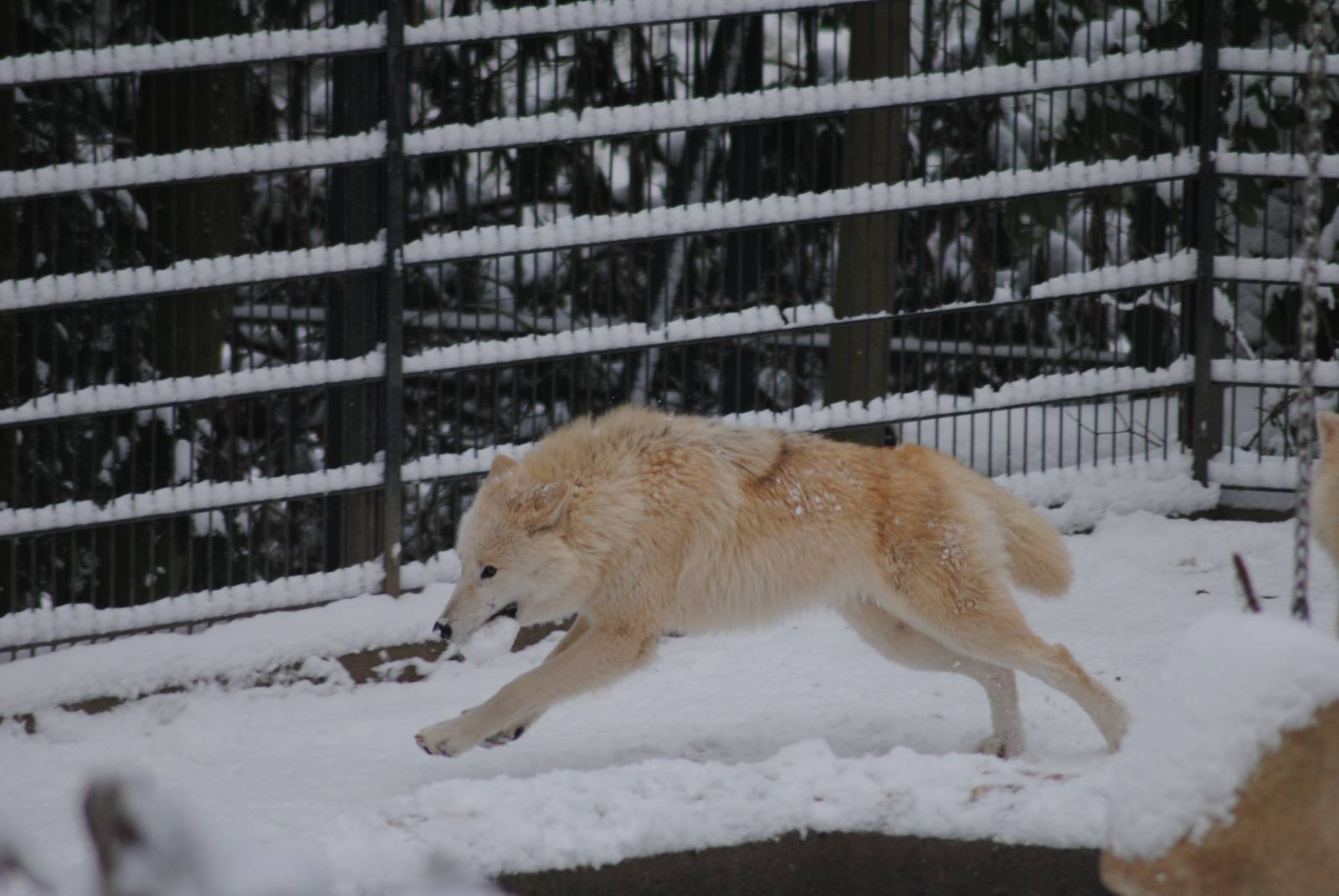 Arctic wolf