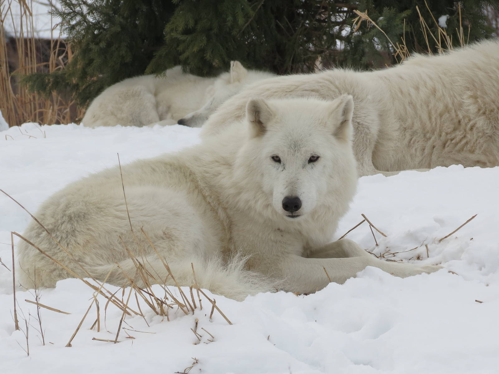 Arctic Wolf