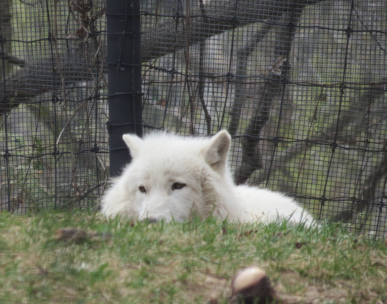 Arctic Wolf