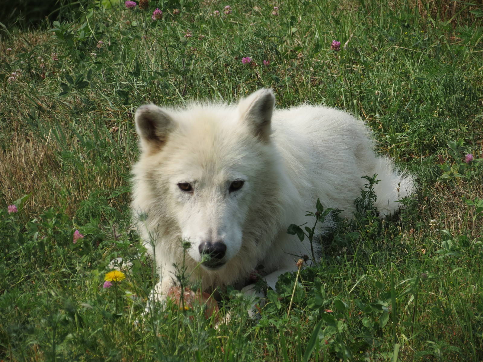 Arctic Wolf