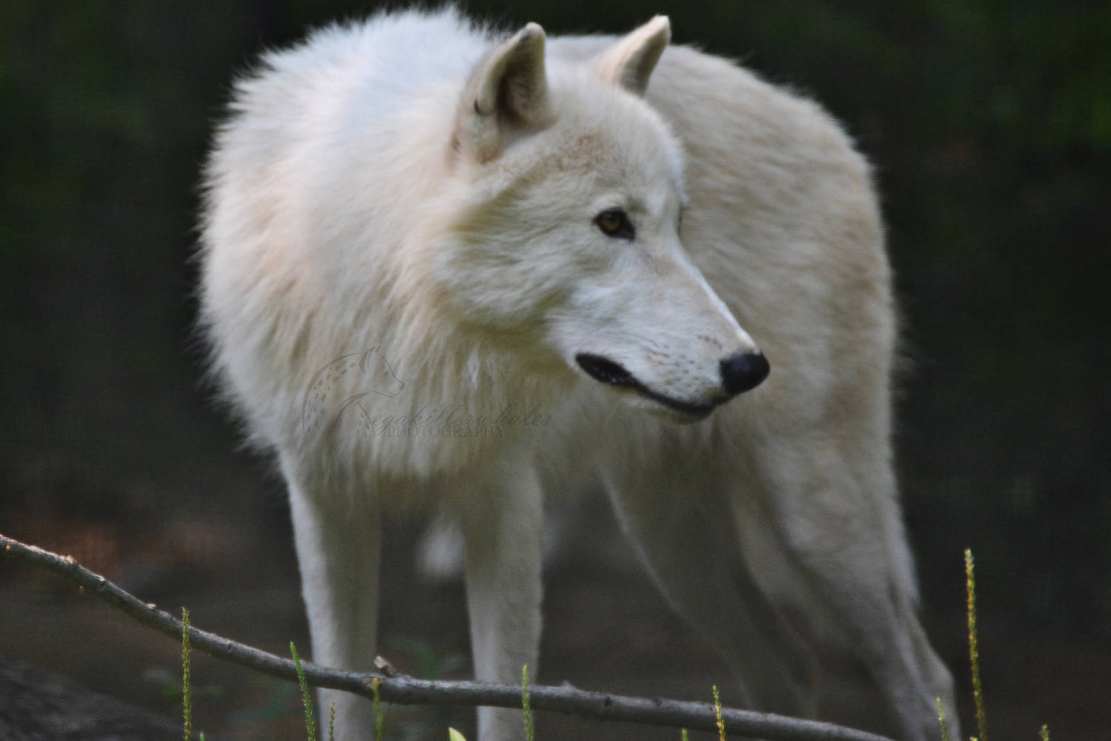 Arctic Wolf