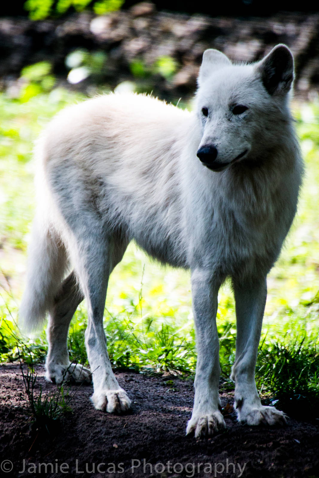 Arctic Wolf