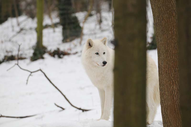 arctic wolf