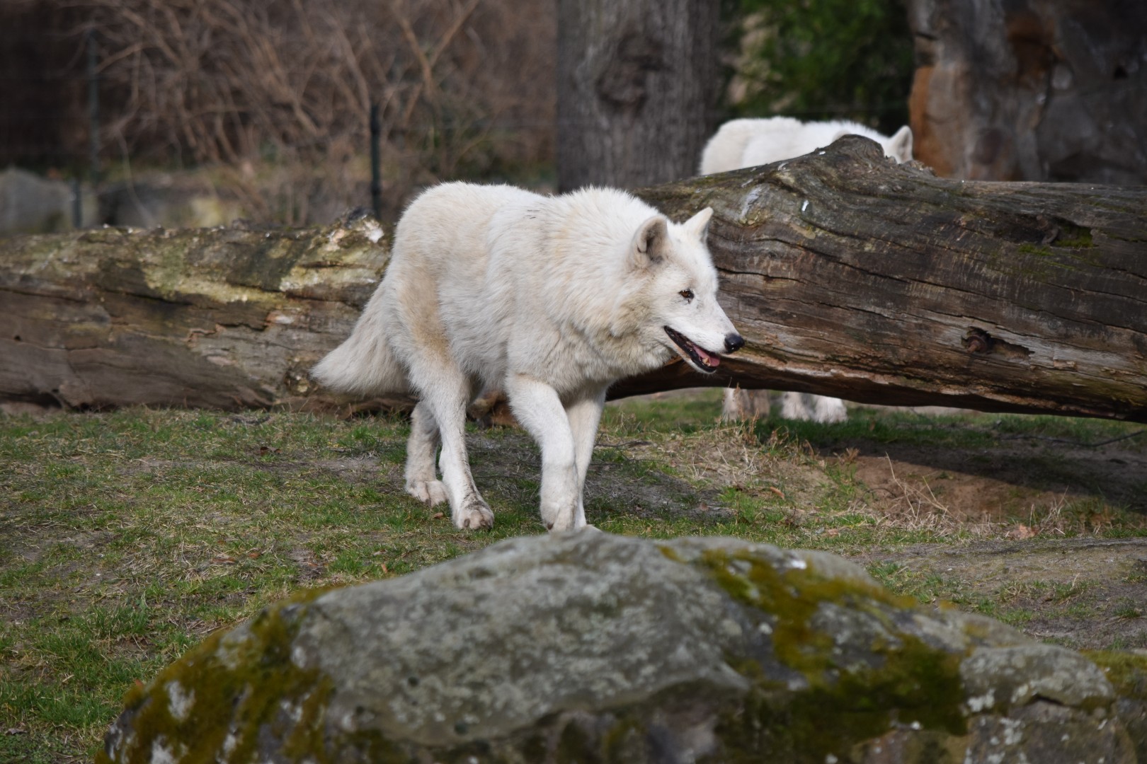 Arctic wolf