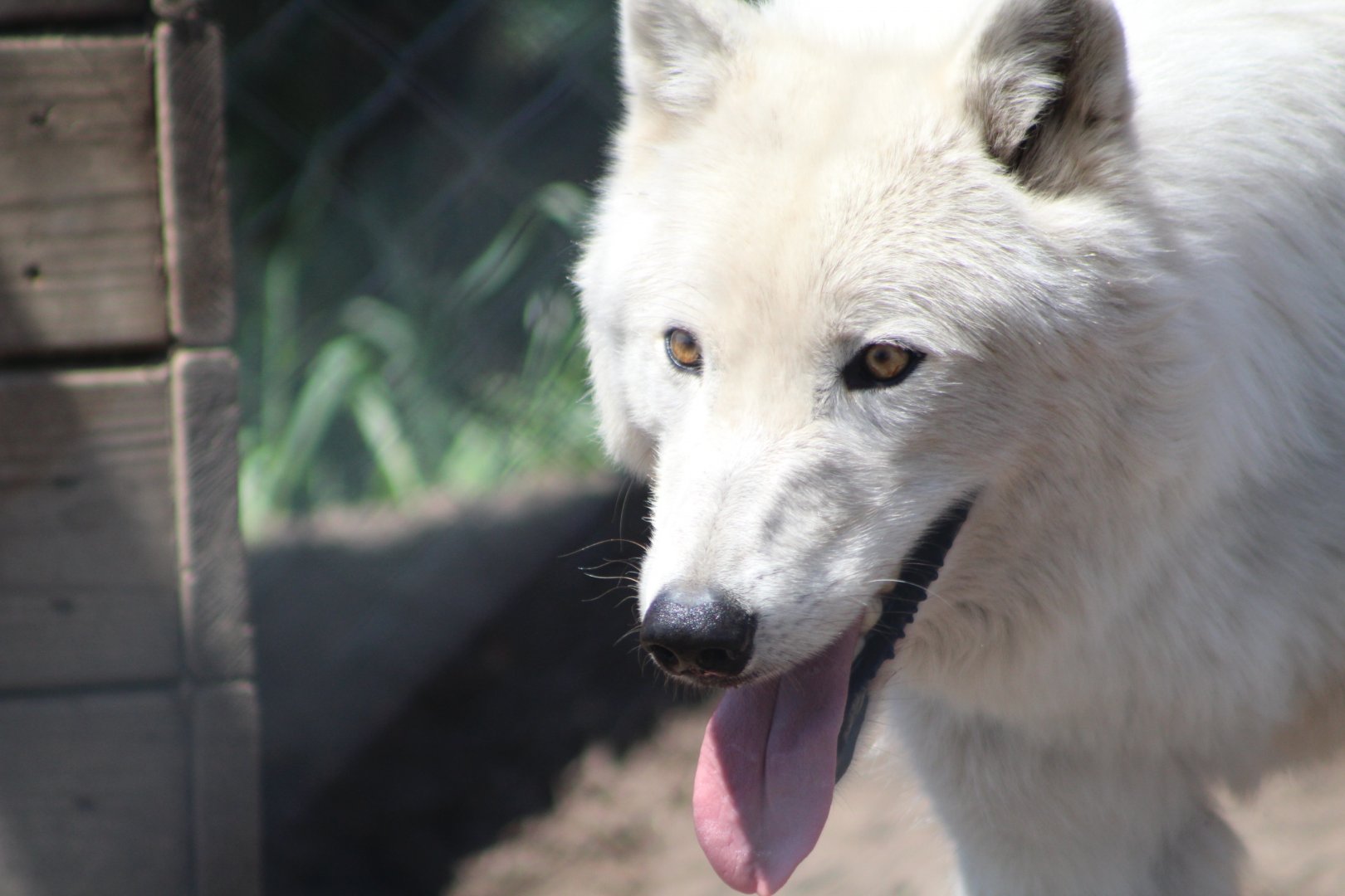 Arctic Wolf