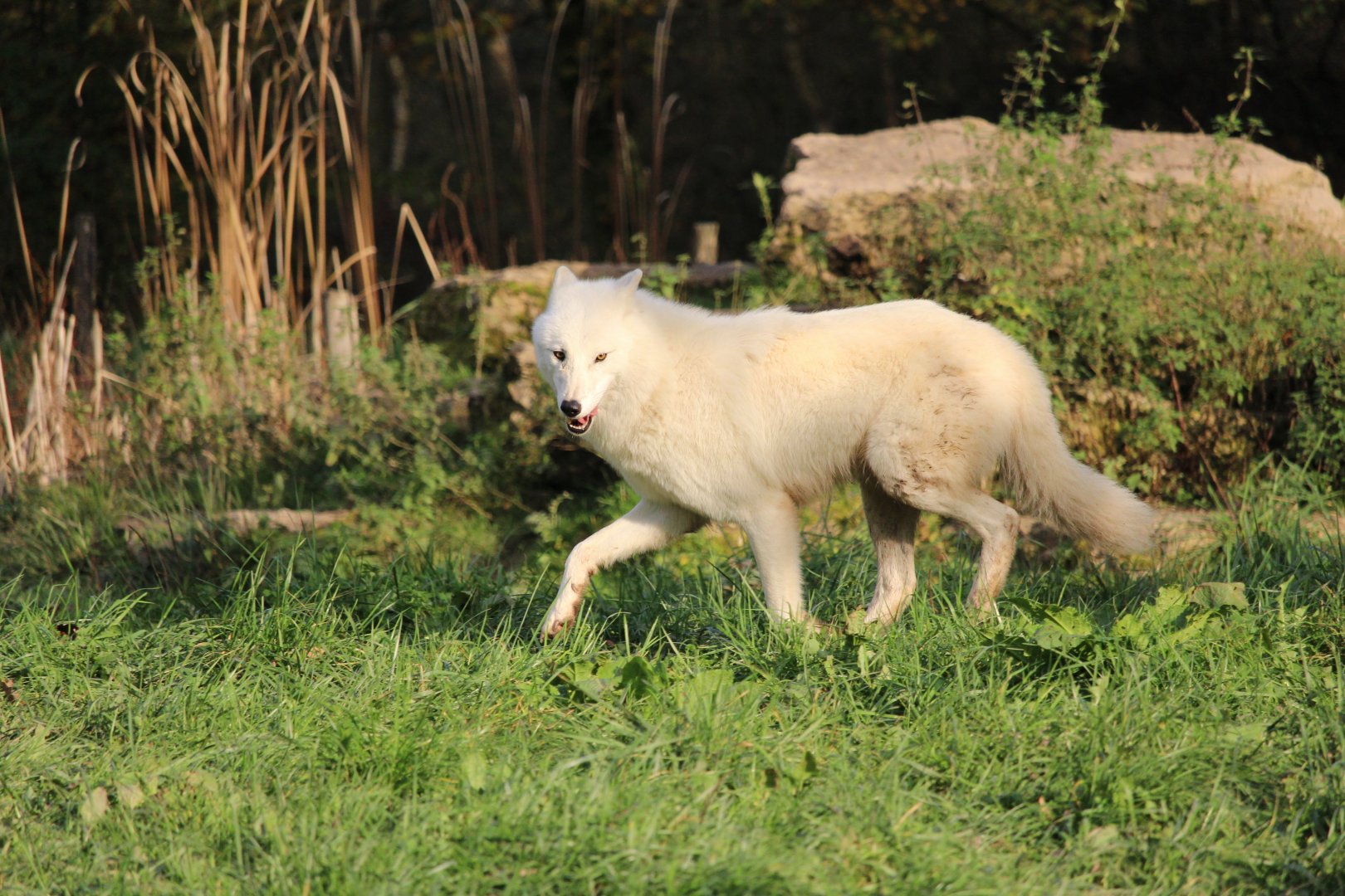 Arctic wolf