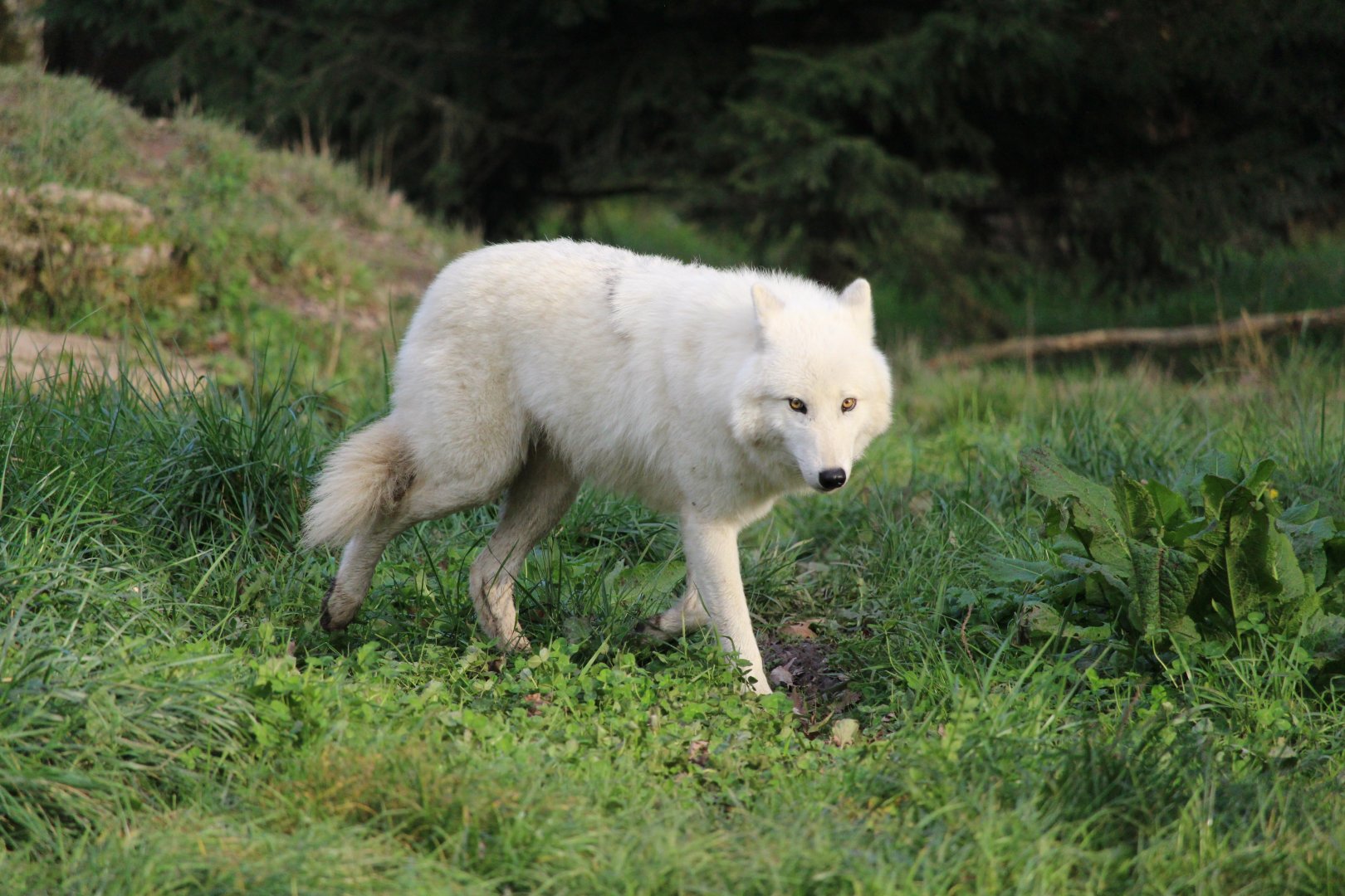 Arctic wolf