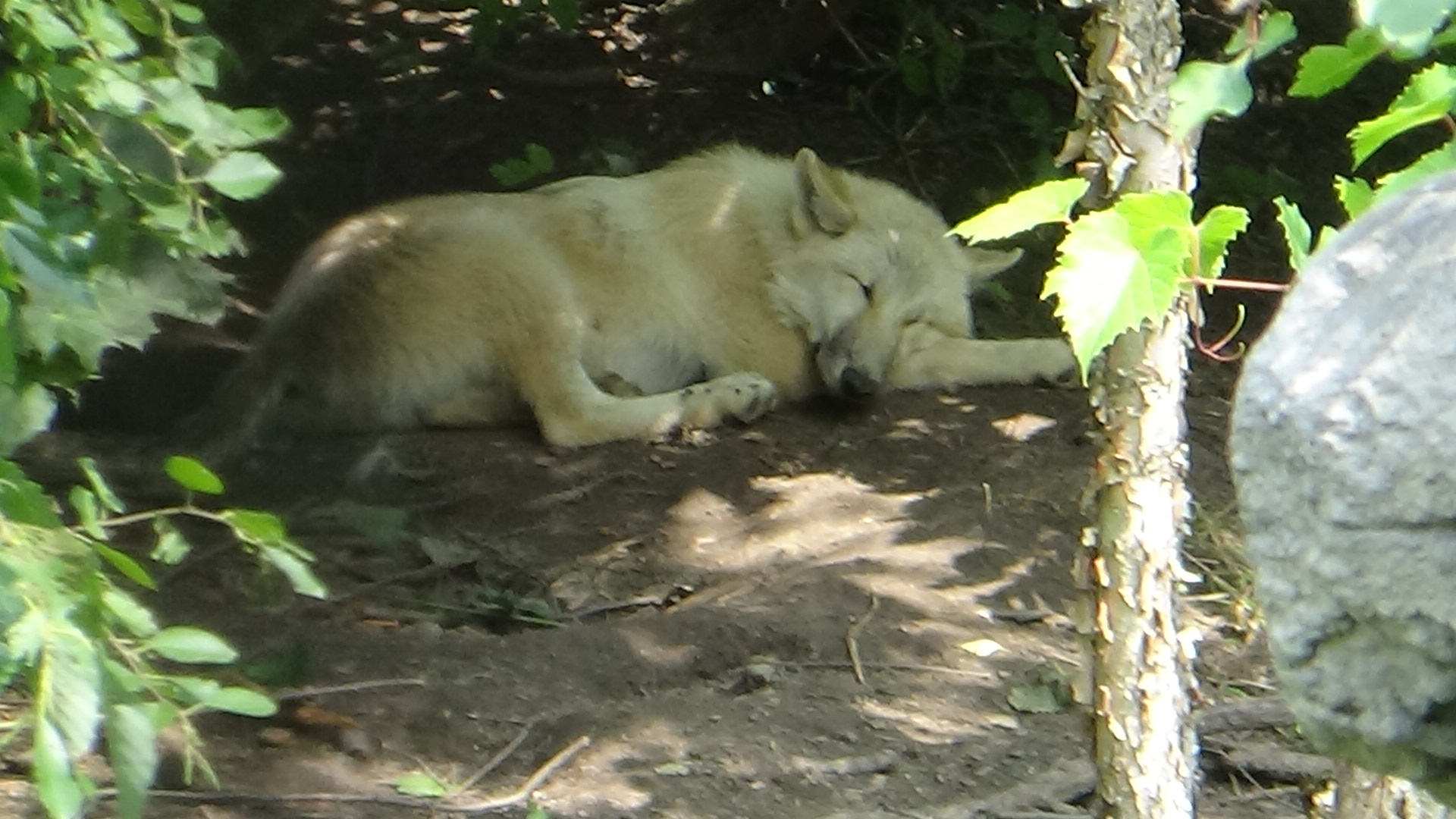 Arctic wolf