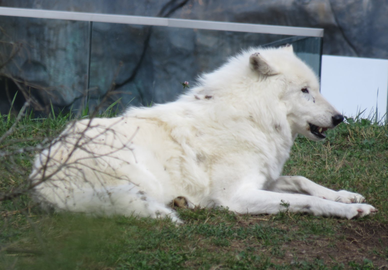 Arctic wolf