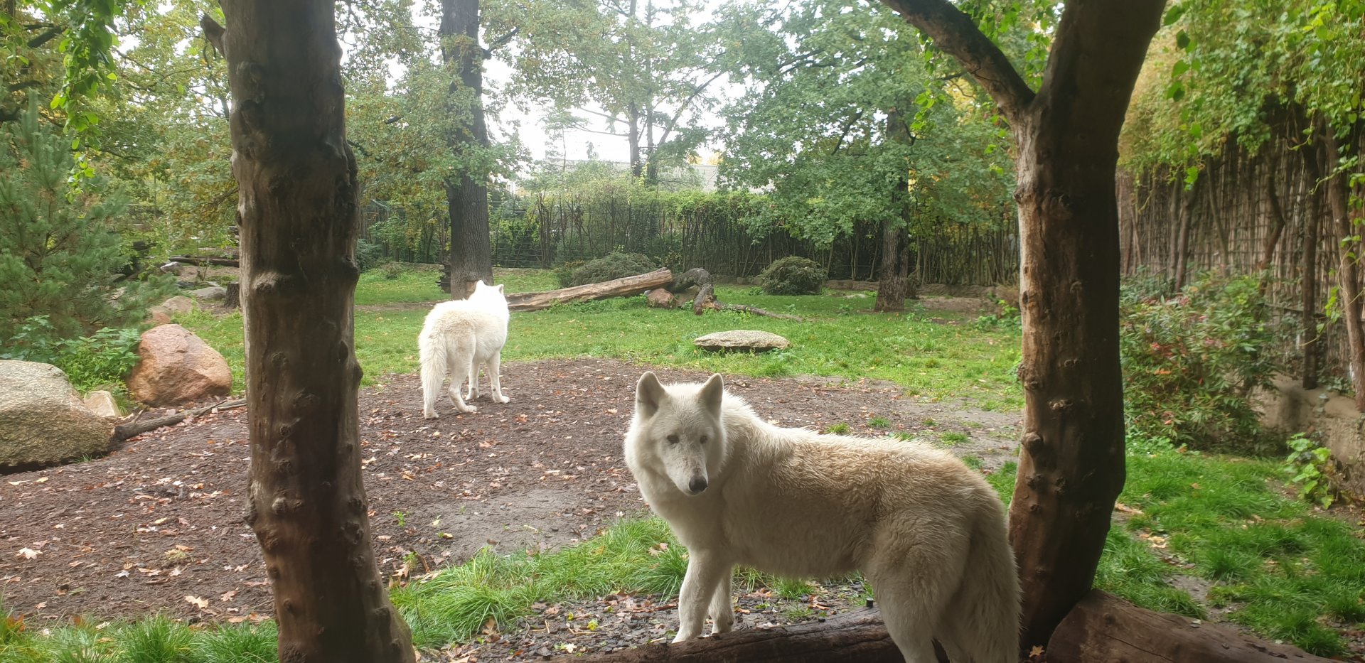 Arctic wolf