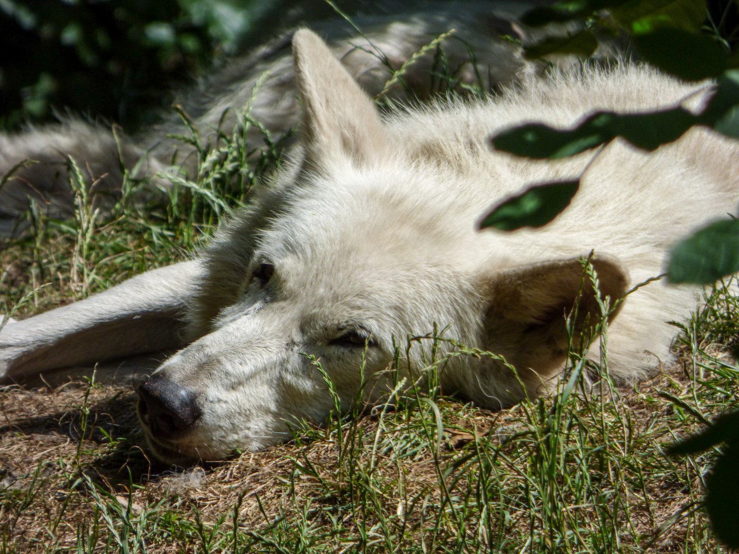 Arctic Wolf