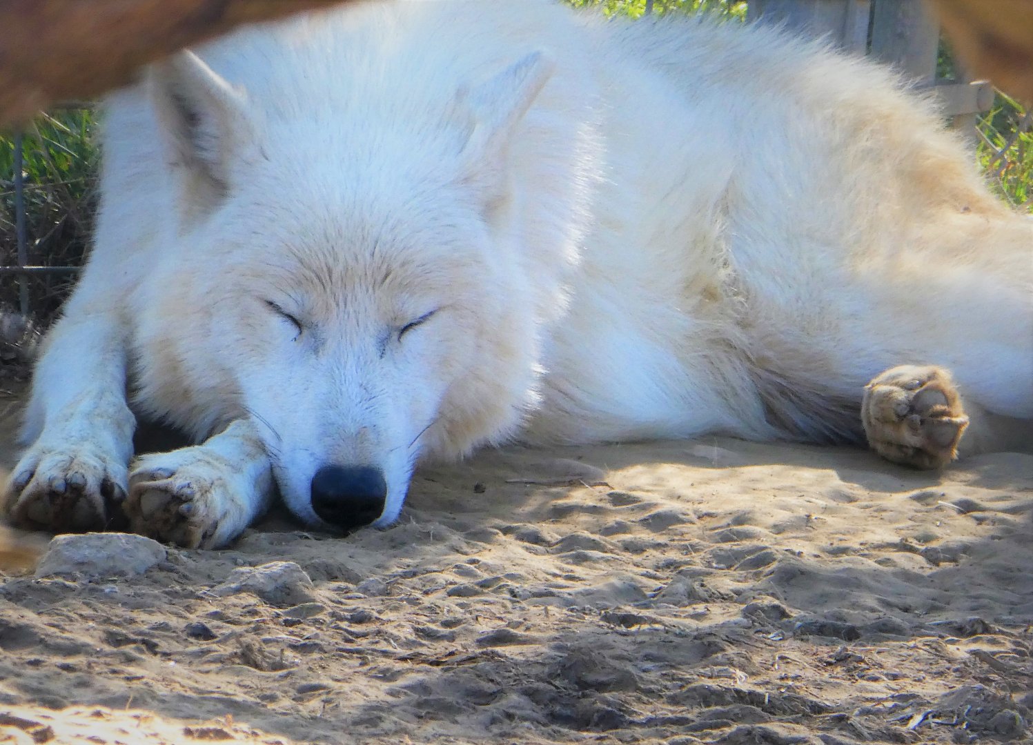 Arctic Wolf